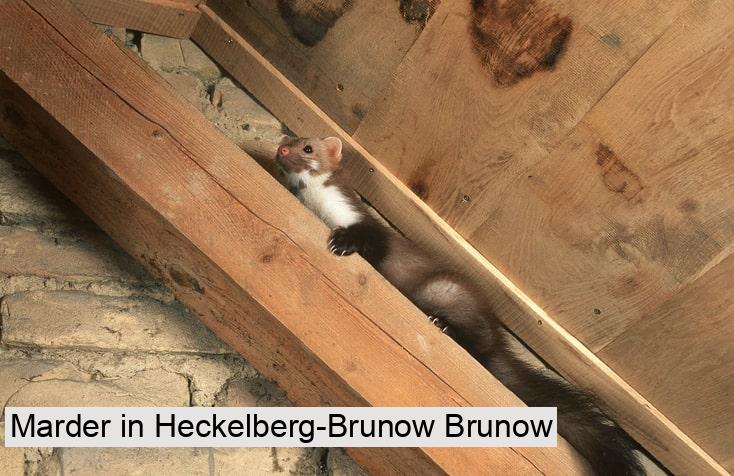 Marder in Heckelberg-Brunow Brunow